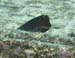 housereef41820060418018