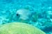 housereef41820060418019