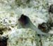 housereef41820060418022