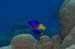captdonsreef420003