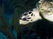 kalliesreef0414-JH-10