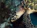 kalliesreef0414-JH-11