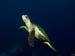 kalliesreef0414-JH-12