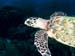 kalliesreef0414-JH-13