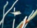 kalliesreef0414-JH-14