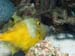 kalliesreef0414-JH-3
