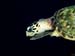 kalliesreef0414-JH-8
