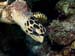 kalliesreef0414-JH-9