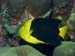 kalliesreef0414-JH
