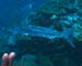 diving14_1