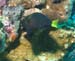 diving16