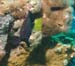 diving17