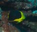 diving2