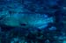 grouper7