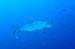 tarpon093