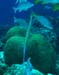 diving16