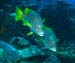 diving2