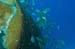 divingjan11_1