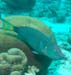divingjan14