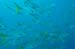 divingjan17