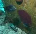 divingjan20