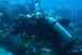 divingjan29