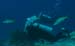 divingjan31