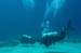 divingjan33