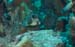 divingjan4_1