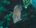 divingjan5_1