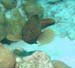 divingjan8_1