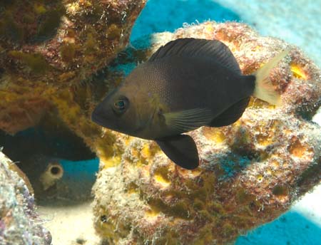 diving