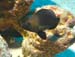 diving