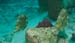 diving10510