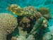 diving10511