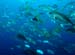 diving1052