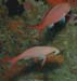 diving1052_1