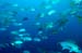 diving1053