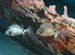 diving1053_1