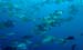 diving1054