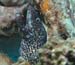 diving1054_1