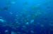 diving1055