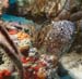 diving1056