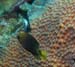 diving1056_1