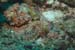 diving1057_1