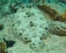 diving1058