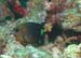 diving1058_1