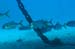 diving1