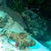 diving1_1
