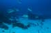 diving3_1